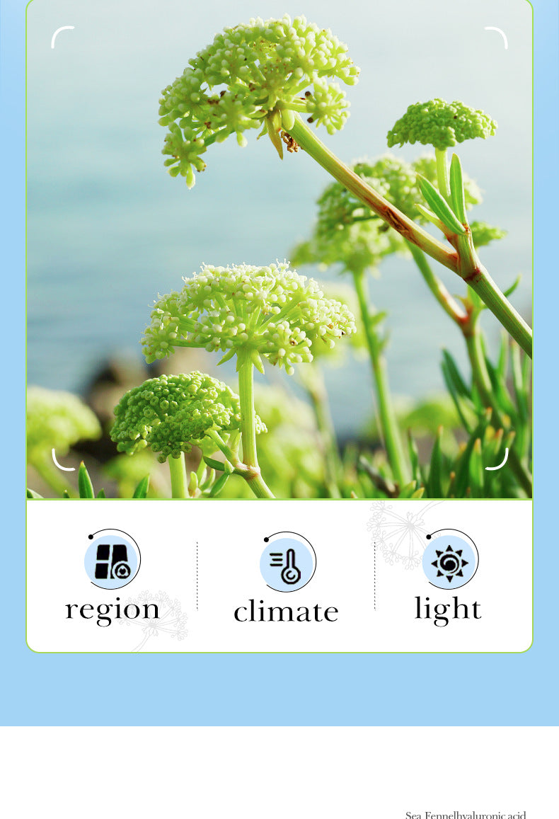 Sea Fennel Hyaluronic Acid Skin Care Set  BIOAOUA Moisturizing Five-Piece Set Cross-Border Wholesale