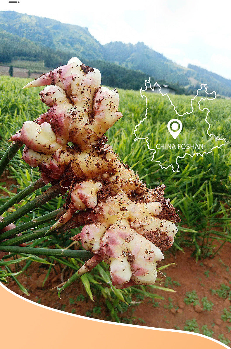 Full English Turmeric Mask SADOER Hydrating and Moisturizing Facial Mask Sheets  Foreign Trade Live Wholesale